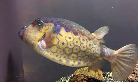 混养海缸鉴赏,混养大型海缸