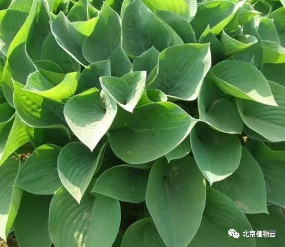 最耐寒的玉簪品种,北京植物园园艺