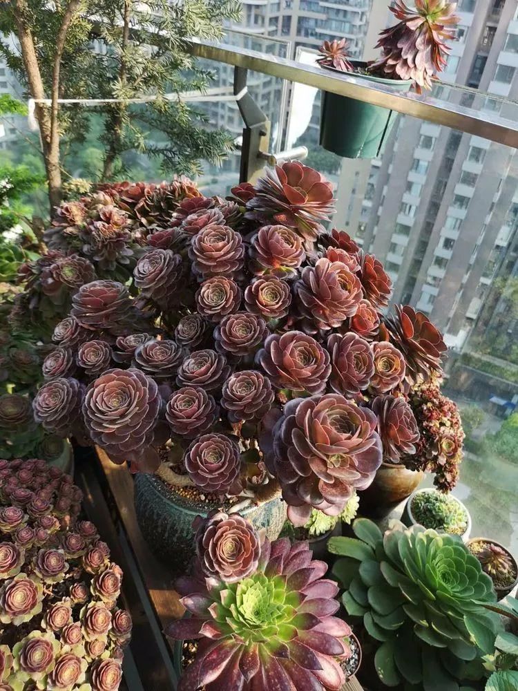 法师黑腐是什么原因,法师叶子黑腐是咋回事