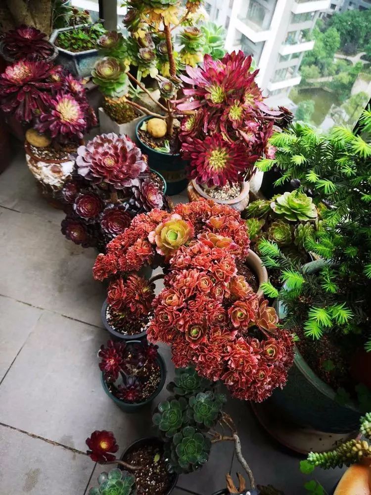 法师黑腐是什么原因,法师叶子黑腐是咋回事