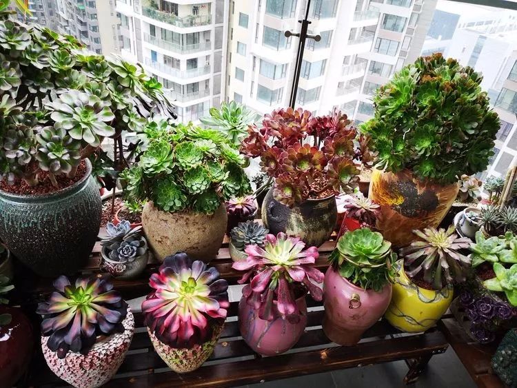 法师黑腐是什么原因,法师叶子黑腐是咋回事