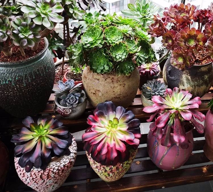 法师主根黑腐了怎么办,法师黑腐还能救活吗