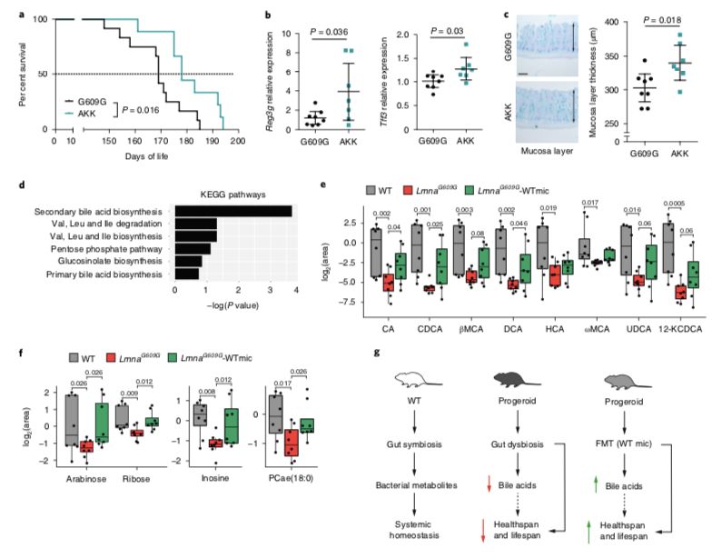 akk益生菌有什么功效,万能益生菌效果怎么样