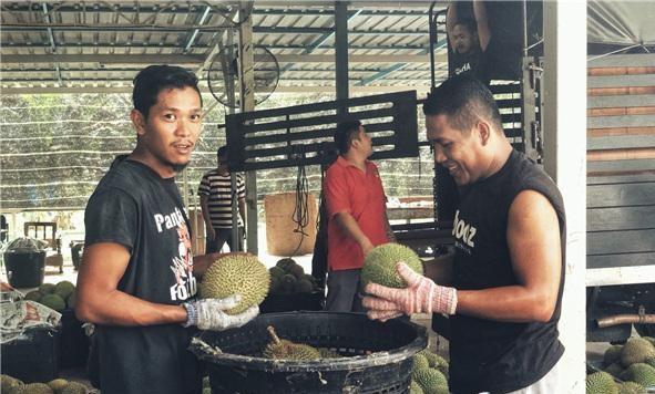 马来西亚榴莲购买渠道,马来西亚猫山王榴莲的价格