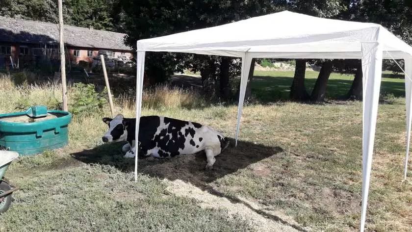 酷热情报：荷兰气温已破历史最高纪录，防暑抗暑计划启动