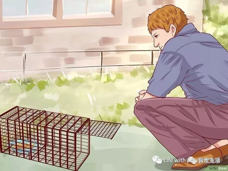 如何捕捉泥鳅,如何捕捉苍蝇