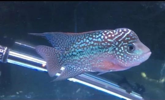 我的罗严重失鰾,都说救不活了但依旧给了我奇迹