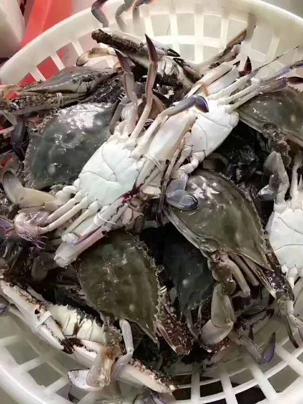 鑲ョ編鐨勫ぇ娴烽矞,鑲ョ編鐨勫ぇ姊瓙锜瑰張鏉ヤ簡