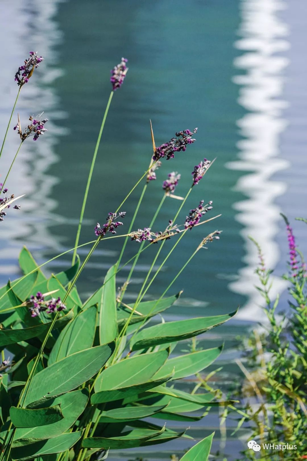 西北湖，韵滴莫抛子？