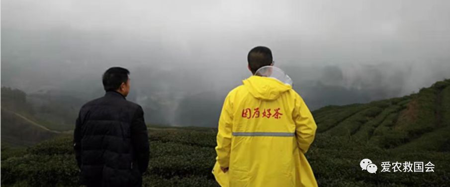 茶树开花太多怎么处理,茶树开花什么原因