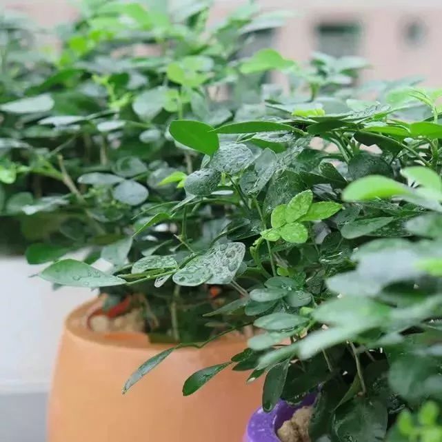 睡觉时有蚊子嗡嗡叫开灯却找不到,蚊子在耳边嗡嗡叫打开灯又找不到