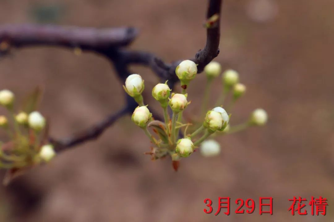 阳信鸭梨的历史,鸭梨成长日记