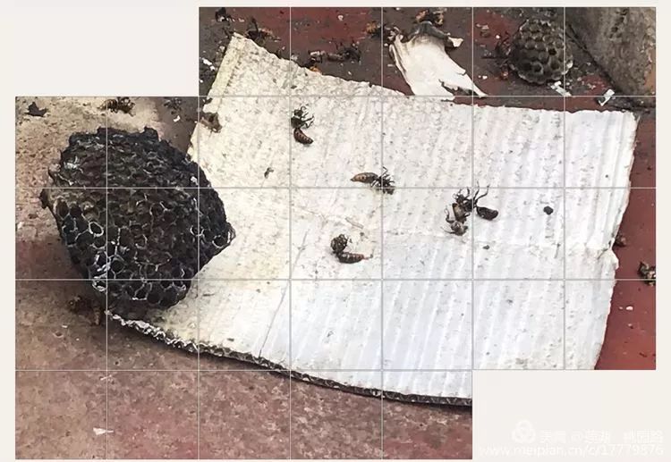 附近马蜂多怎么消灭,附近有马蜂怎么办