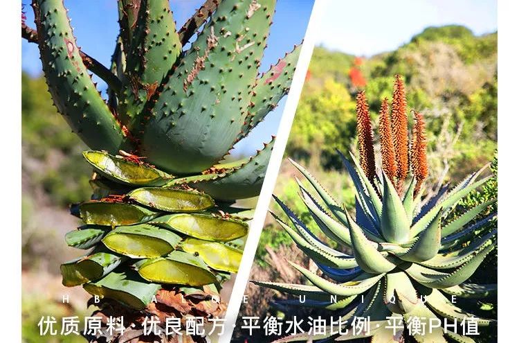 芦荟胶祛痘补水晒后修复,零添加无危害芦荟胶补水推荐