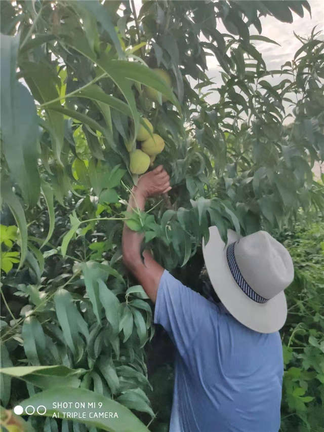 桃子滞销果农求助视频,岭下村鲜桃滞销