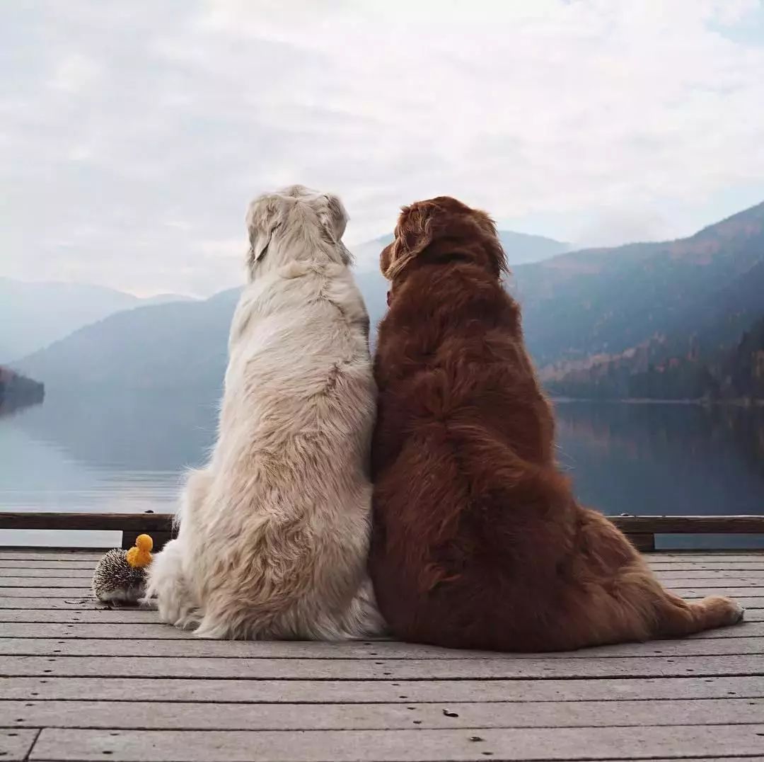 请不要点开音频,让人羡慕的金毛