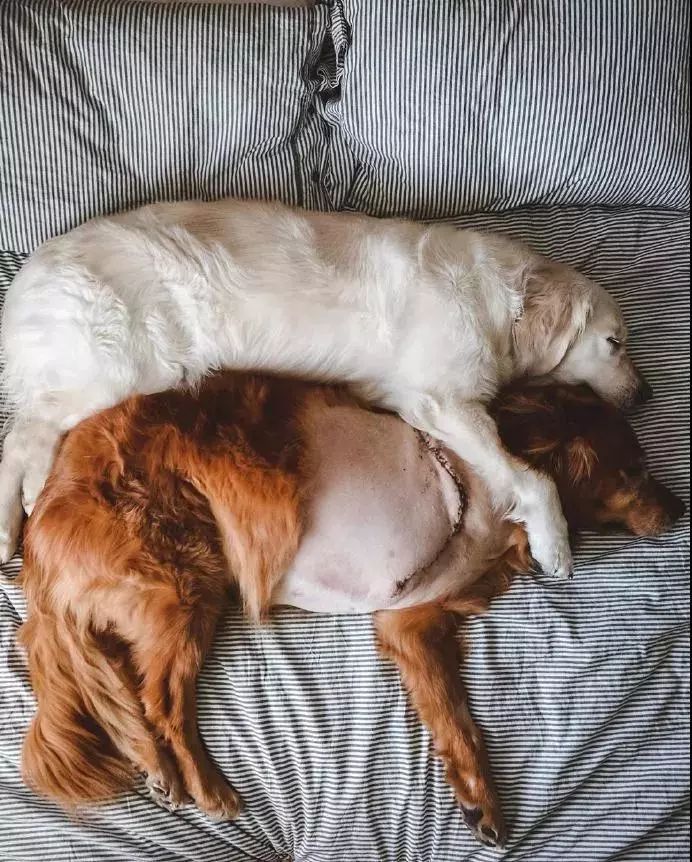 请不要点开音频,让人羡慕的金毛