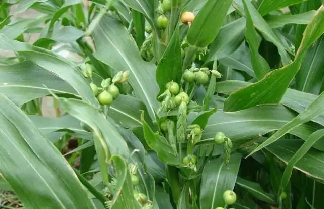 一吹就散的蒲公英抖音视频,一吹即散的蒲公英图片