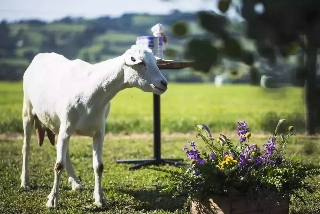 风很大美赞臣,风很大的国产奶粉