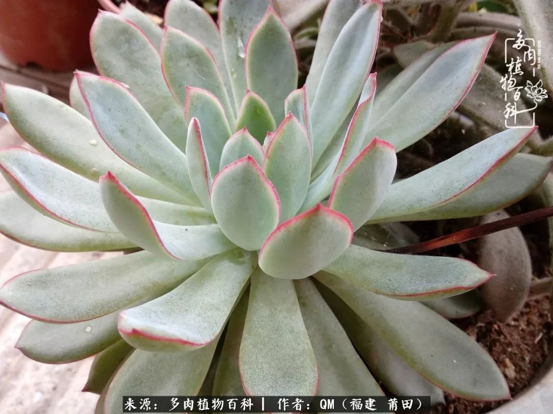 无尽的多肉！陪我走过七年人生之旅