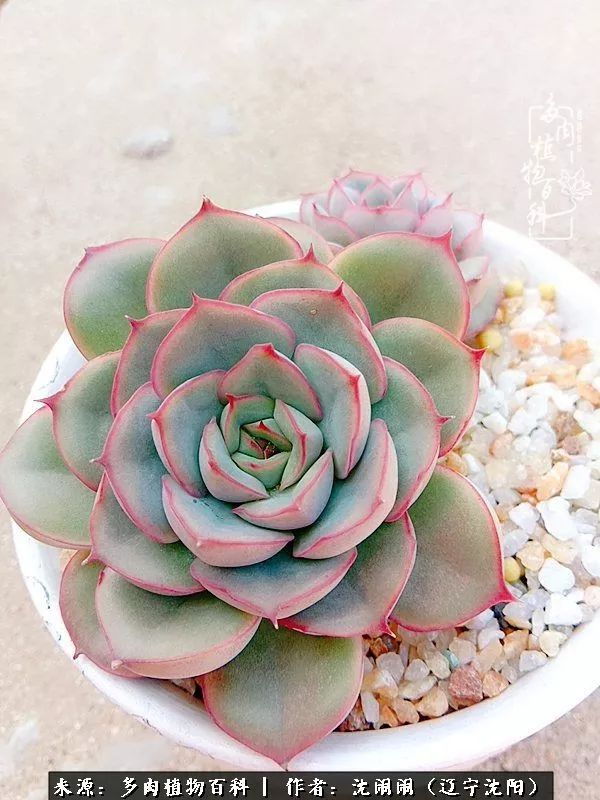 心若向阳无惧晴天,心若向阳不畏风雨