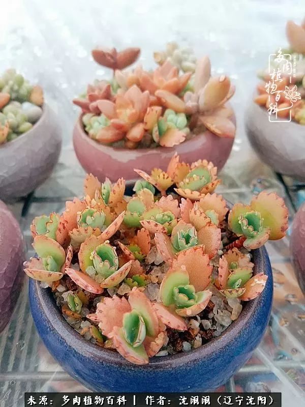 心若向阳无惧晴天,心若向阳不畏风雨