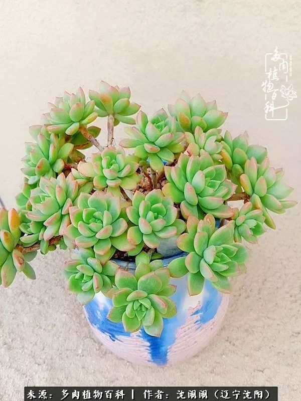 心若向阳无惧晴天,心若向阳不畏风雨