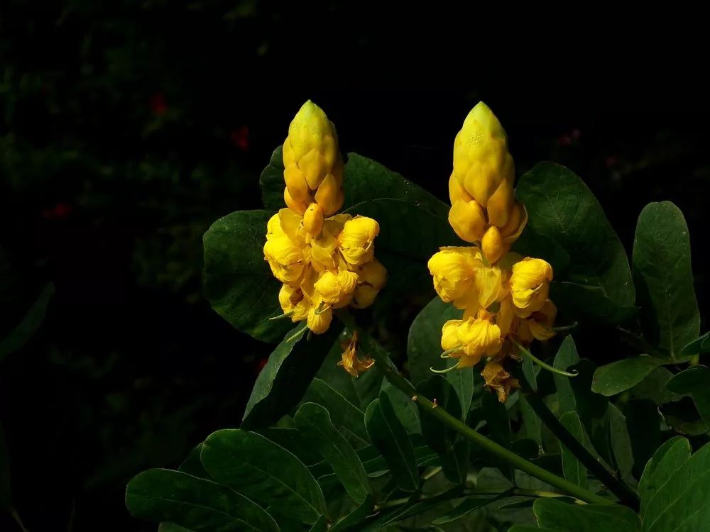 霹雳人妻高情商护夫，稳固地位全靠一身正“气”