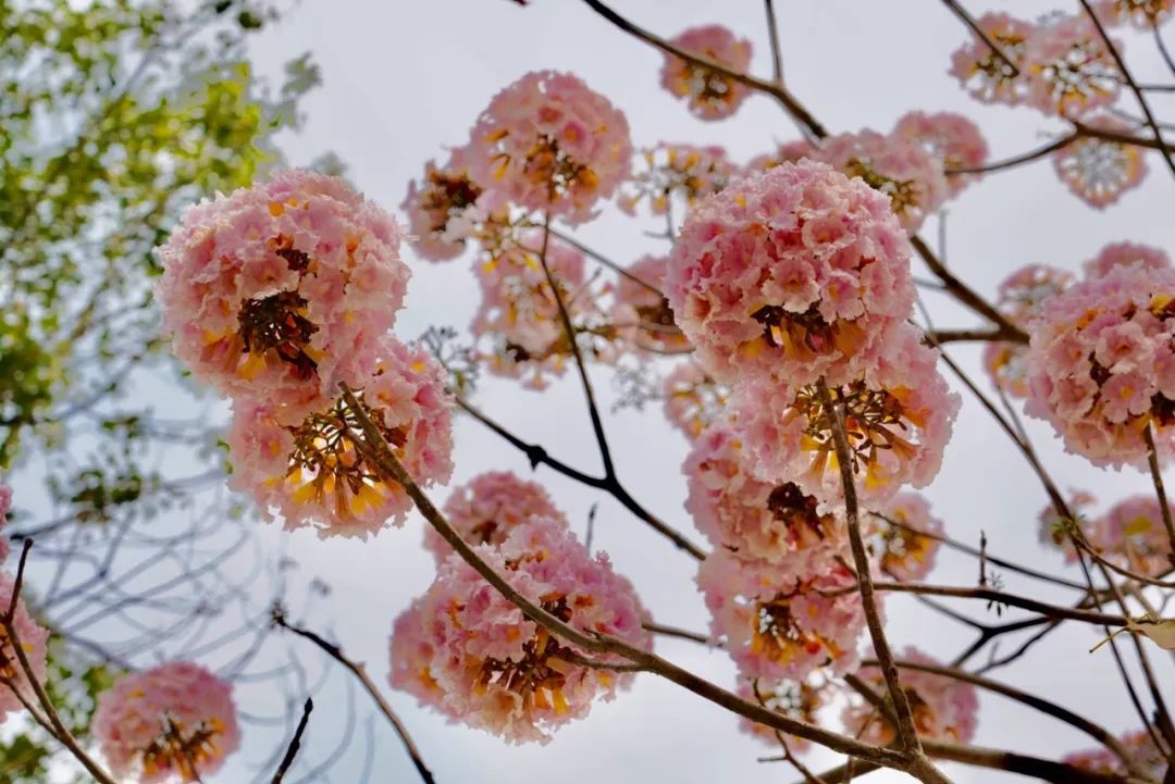 在深圳有一种生活叫前海,在深圳有一种生活叫蛇口