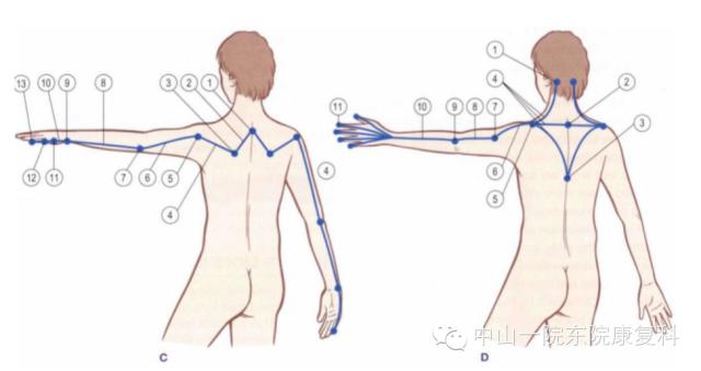 筋膜的康复训练方法,12条筋膜链解析及治疗手法