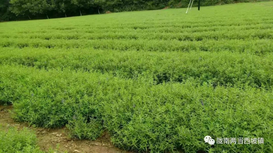 合作社带头贫困户增收,农民专业合作社带动贫困户分红