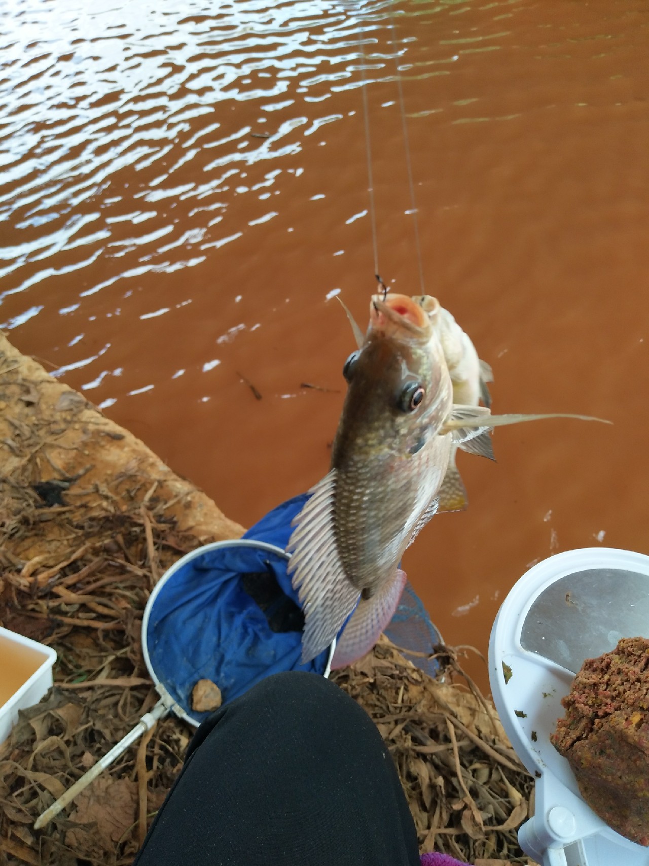 一不小心成坑冠，奈何狂拉还是败给网工...