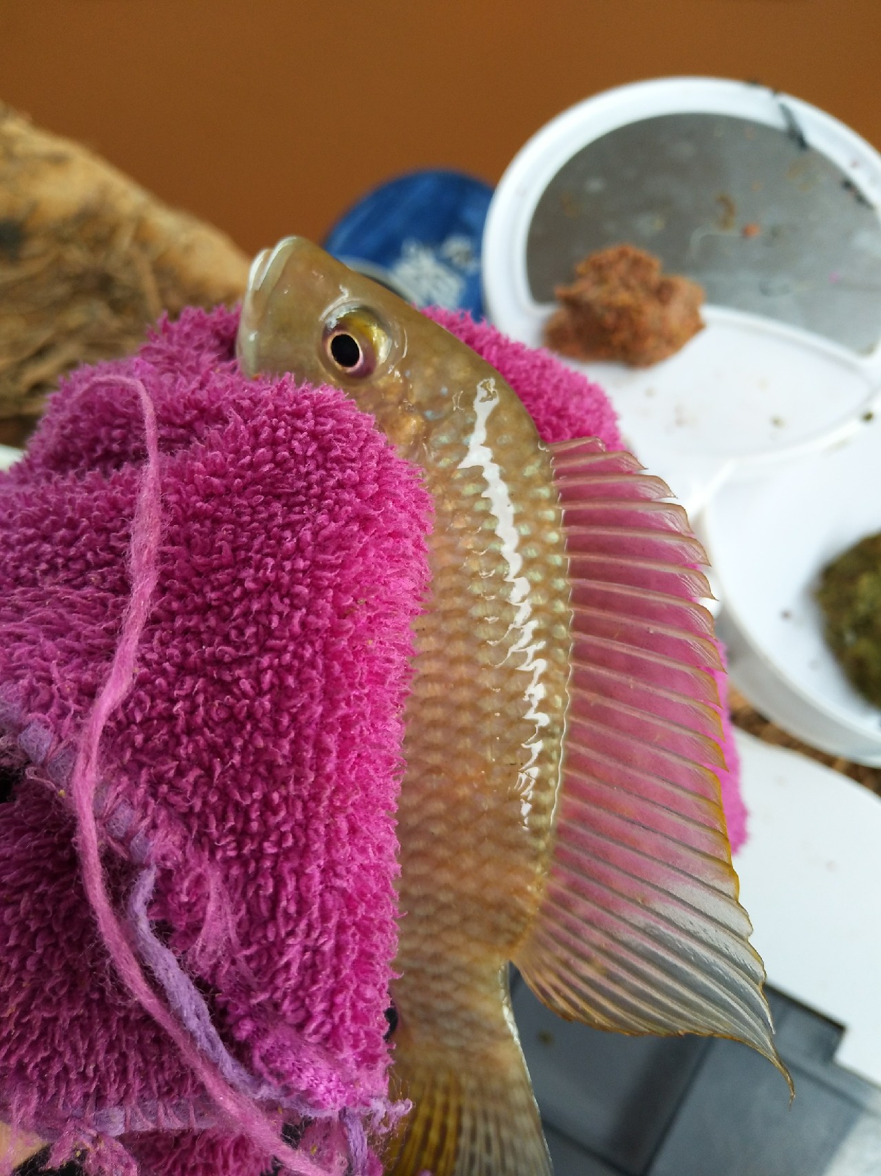 一不小心成坑冠，奈何狂拉还是败给网工...