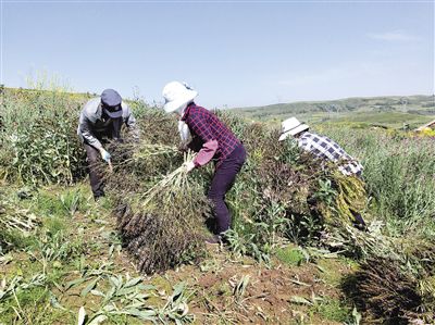 青海上山庄花海视频,青海上山庄花海攻略