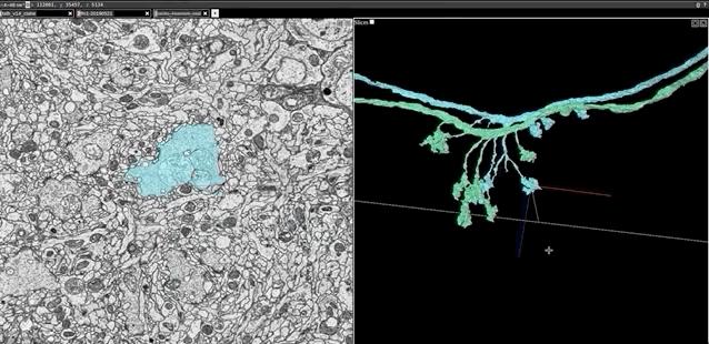 谷歌重建果蝇大脑图像,谷歌重建大脑
