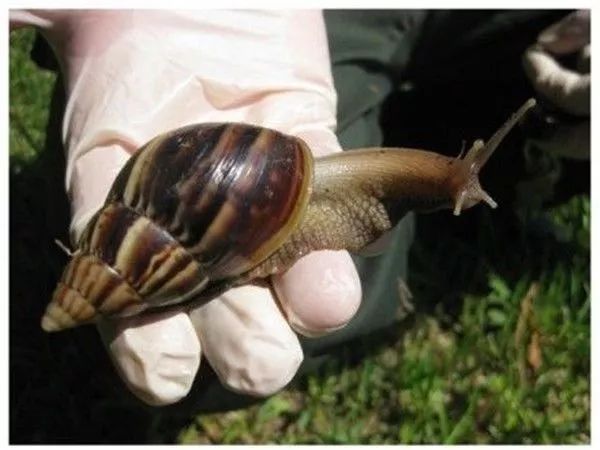 碰了非洲大蜗牛会有什么症状,雨后出现的大蜗牛千万别碰新闻
