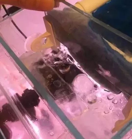 罗汉鱼开缸全过程,罗汉缸需要多少钱