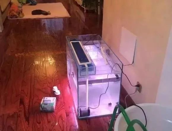 罗汉鱼开缸全过程,罗汉缸需要多少钱