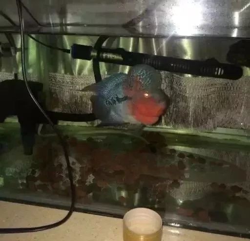 罗汉鱼开缸全过程,罗汉缸需要多少钱