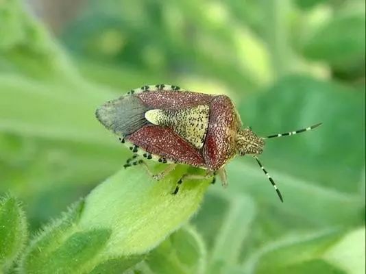 最全蔬菜害虫图谱,蔬菜常见害虫高清图片