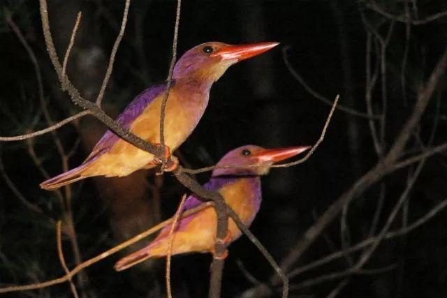 日本人心中的xjapan,日本人心中的圣地在哪