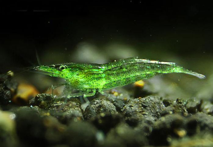 草缸观赏虾品种与养殖,观赏虾哪种在草缸里最好看