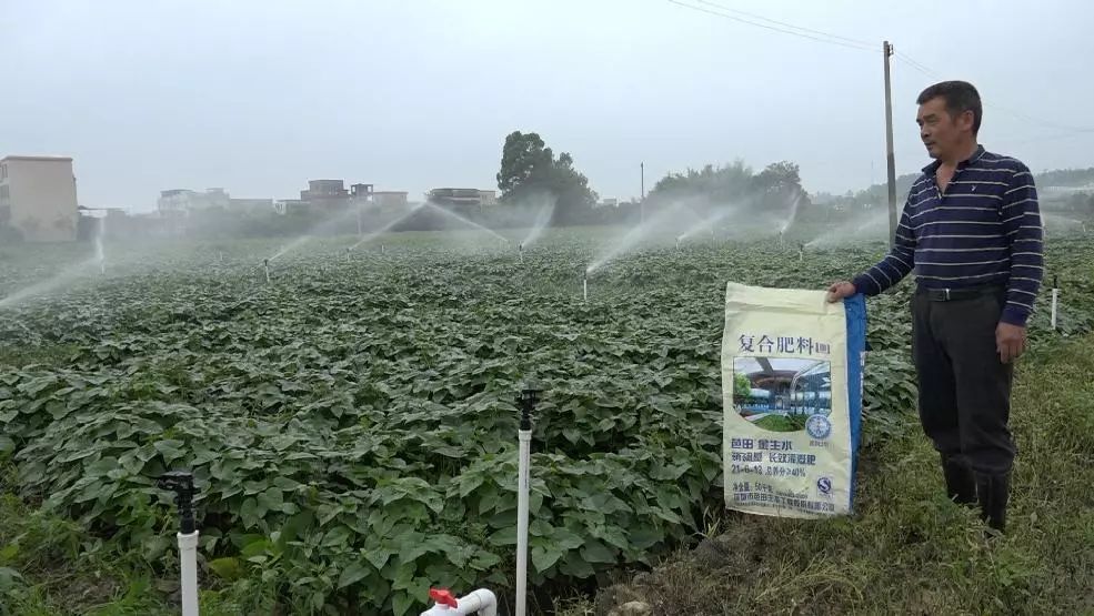 聚焦|种植状元吴图就：芭田肥品质好，一用就是20多年