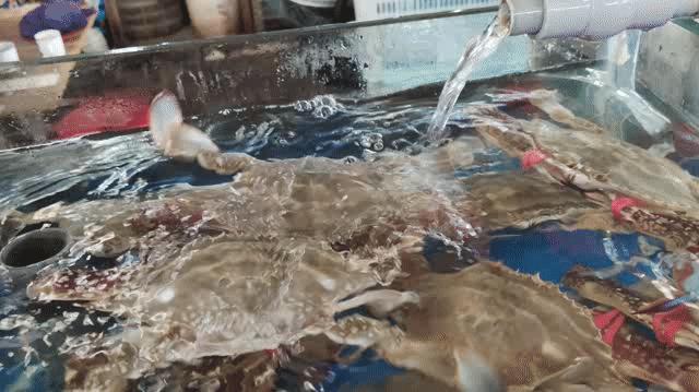 海鲜市场螃蟹多少钱一斤,今日螃蟹批发价目表