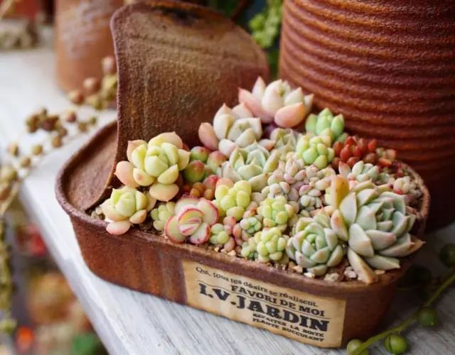 当破铜烂铁碰上多肉，这美度居然还能翻倍