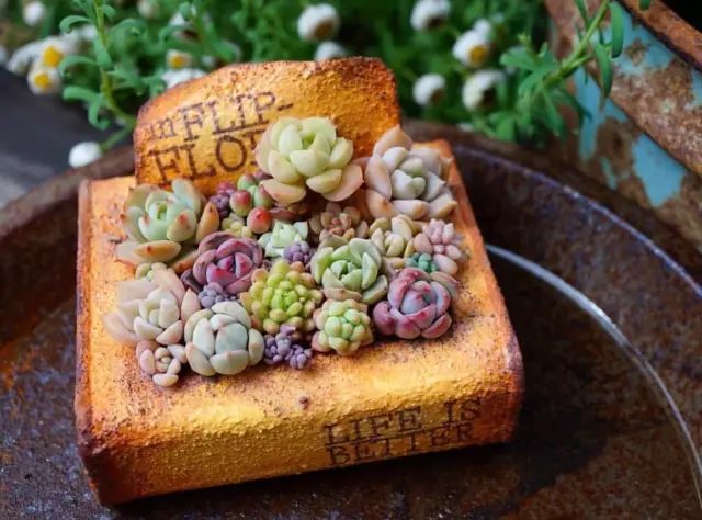 当破铜烂铁碰上多肉，这美度居然还能翻倍