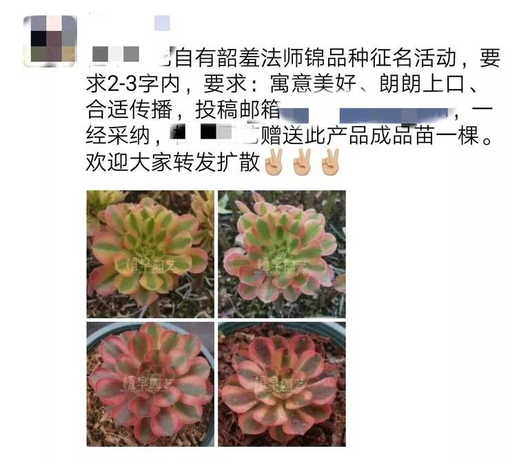 多肉法师品种科普之常见法师锦,法师多肉新品种锦光辉