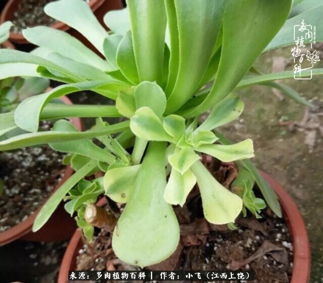 多肉法师品种科普之常见法师锦,法师多肉新品种锦光辉