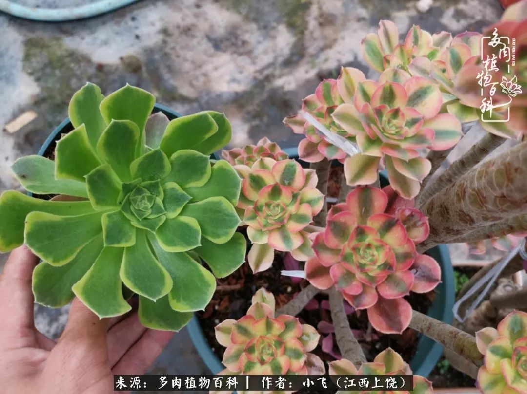 多肉法师品种科普之常见法师锦,法师多肉新品种锦光辉