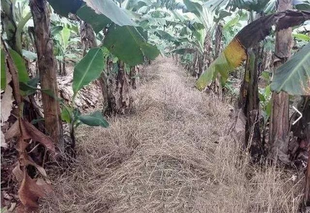 草铵膦加复合肥效果好吗,草铵膦加尿素能除草吗